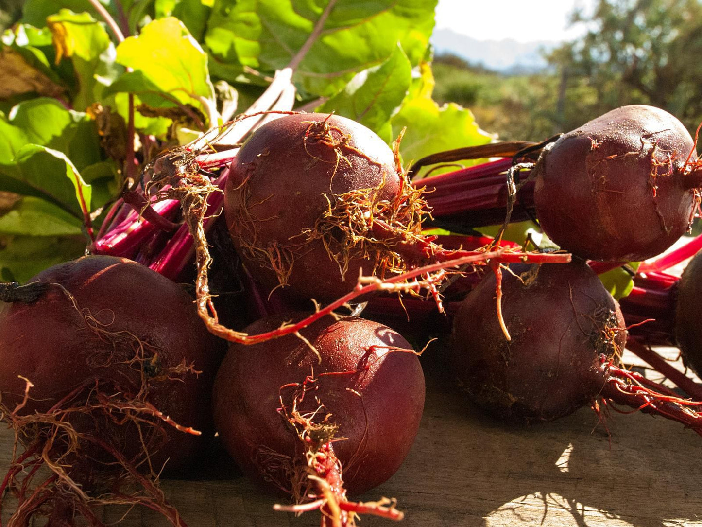 Free At Last Klein Karoo Health Farm Ladismith Western Cape South Africa Colorful, Food, Vegetable