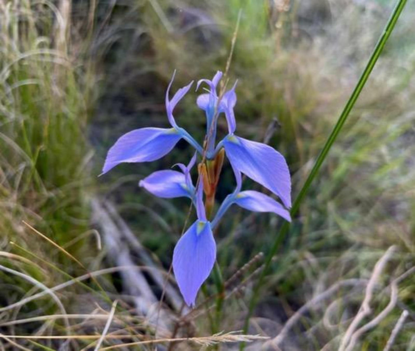 Frog Mountain Getaway Swellendam Western Cape South Africa Flower, Plant, Nature, Orchid