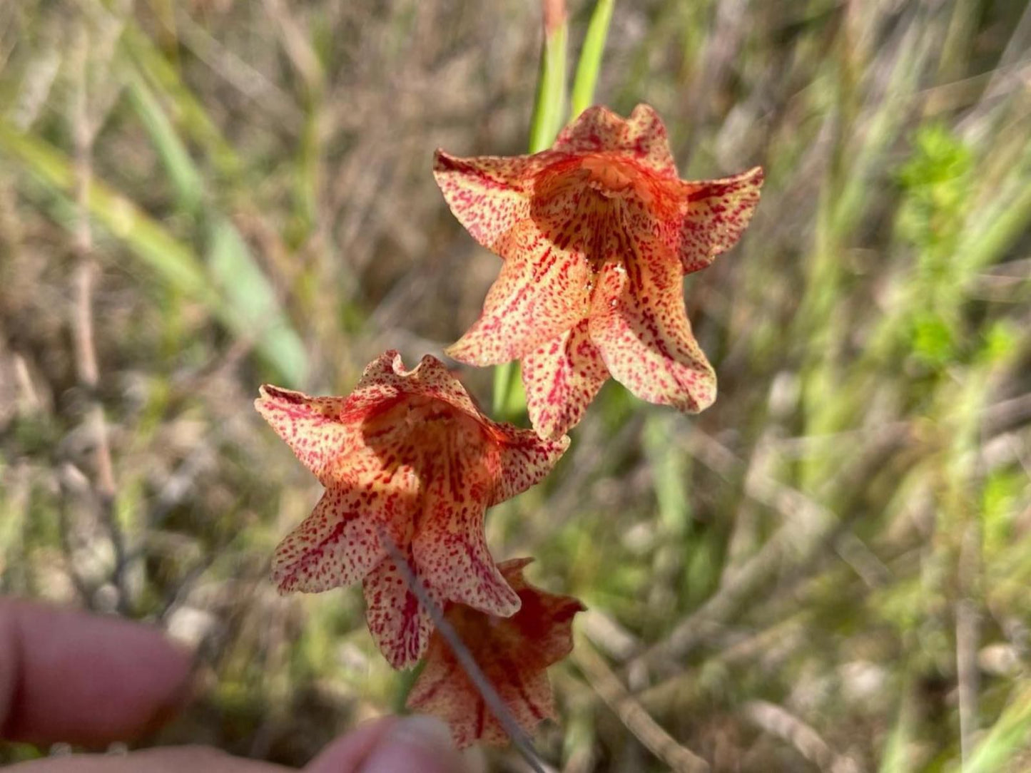 Frog Mountain Getaway Swellendam Western Cape South Africa Flower, Plant, Nature, Orchid, Starfish, Marine Animal, Animal