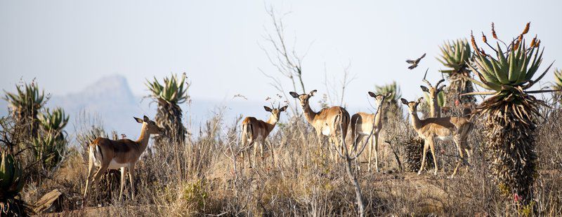 Fugitives Drift Lodge Rorkes Drift Kwazulu Natal South Africa Animal