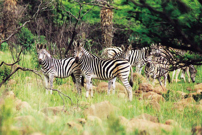 Fugitives Drift Lodge Rorkes Drift Kwazulu Natal South Africa Zebra, Mammal, Animal, Herbivore