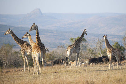 Fugitives Drift Guest House Rorkes Drift Kwazulu Natal South Africa Complementary Colors, Giraffe, Mammal, Animal, Herbivore