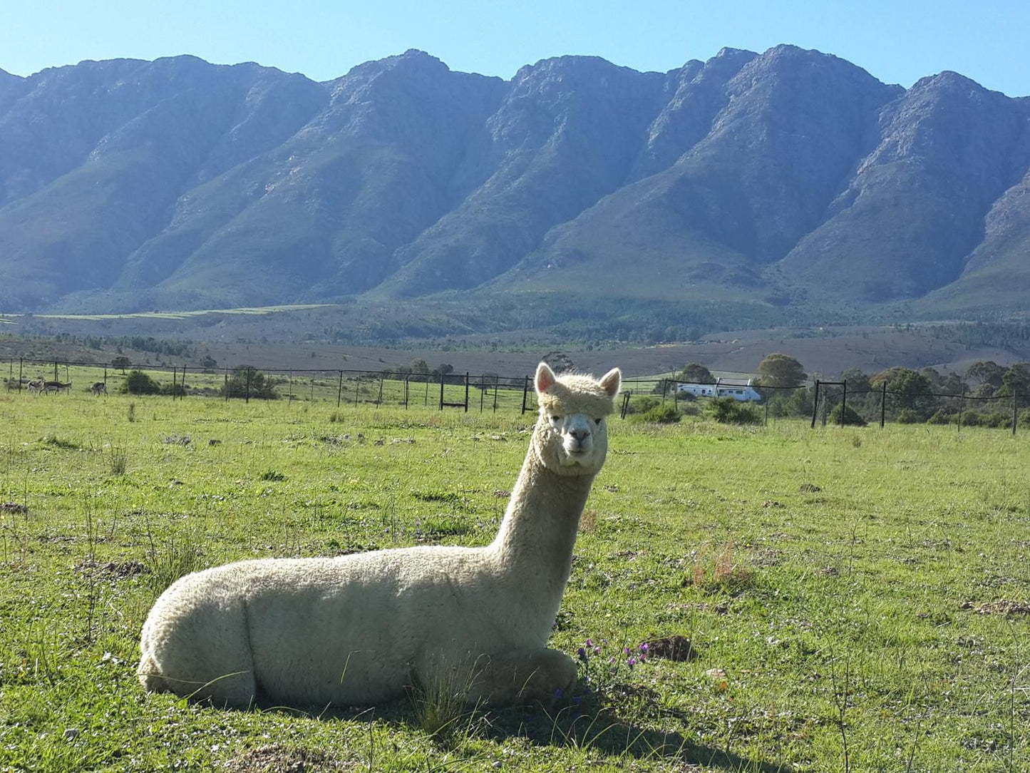 Fynbos Guest Farm, Llama, Mammal, Animal, Herbivore