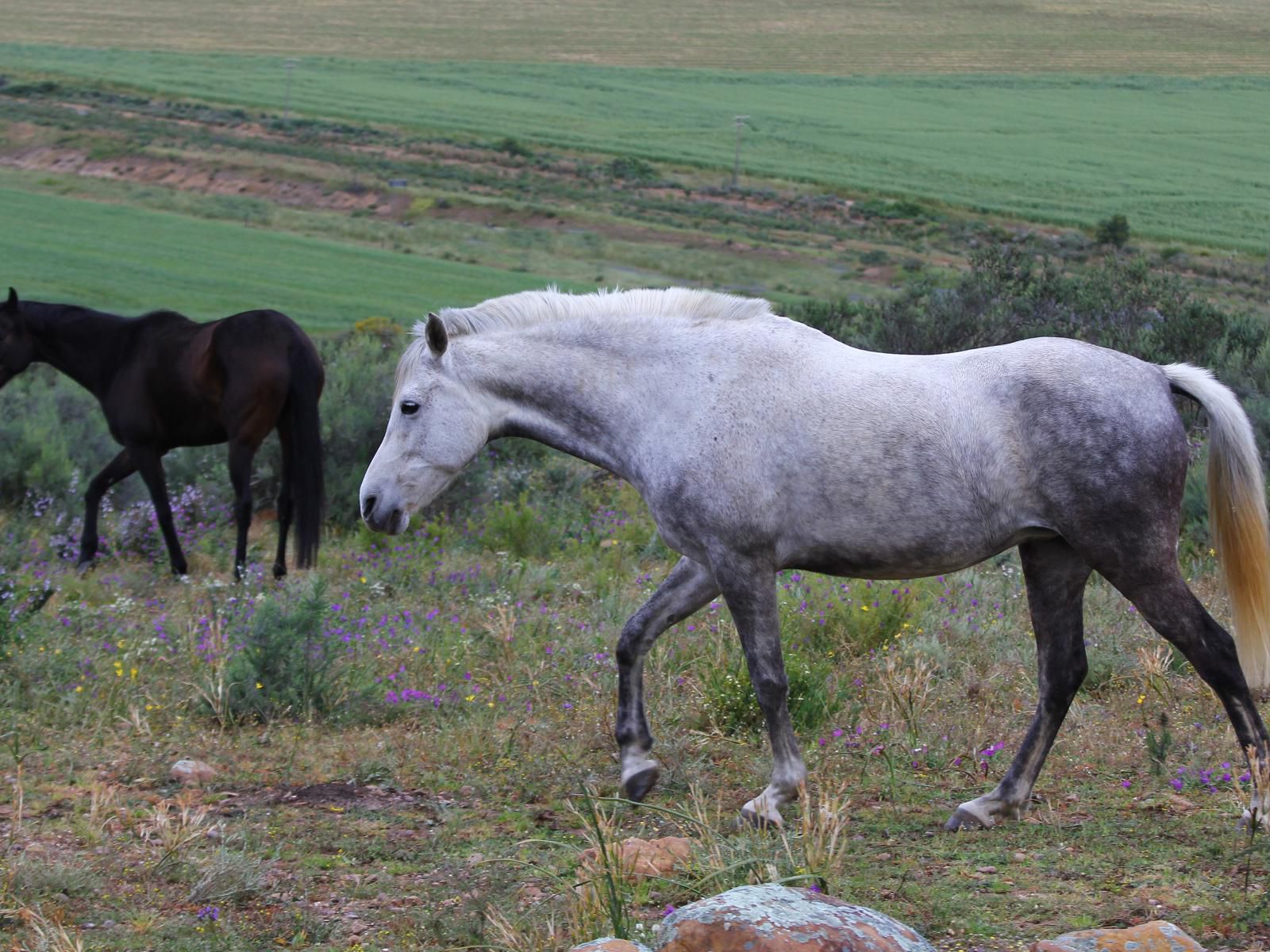 Fynbos Guest Farm, Horse, Mammal, Animal, Herbivore