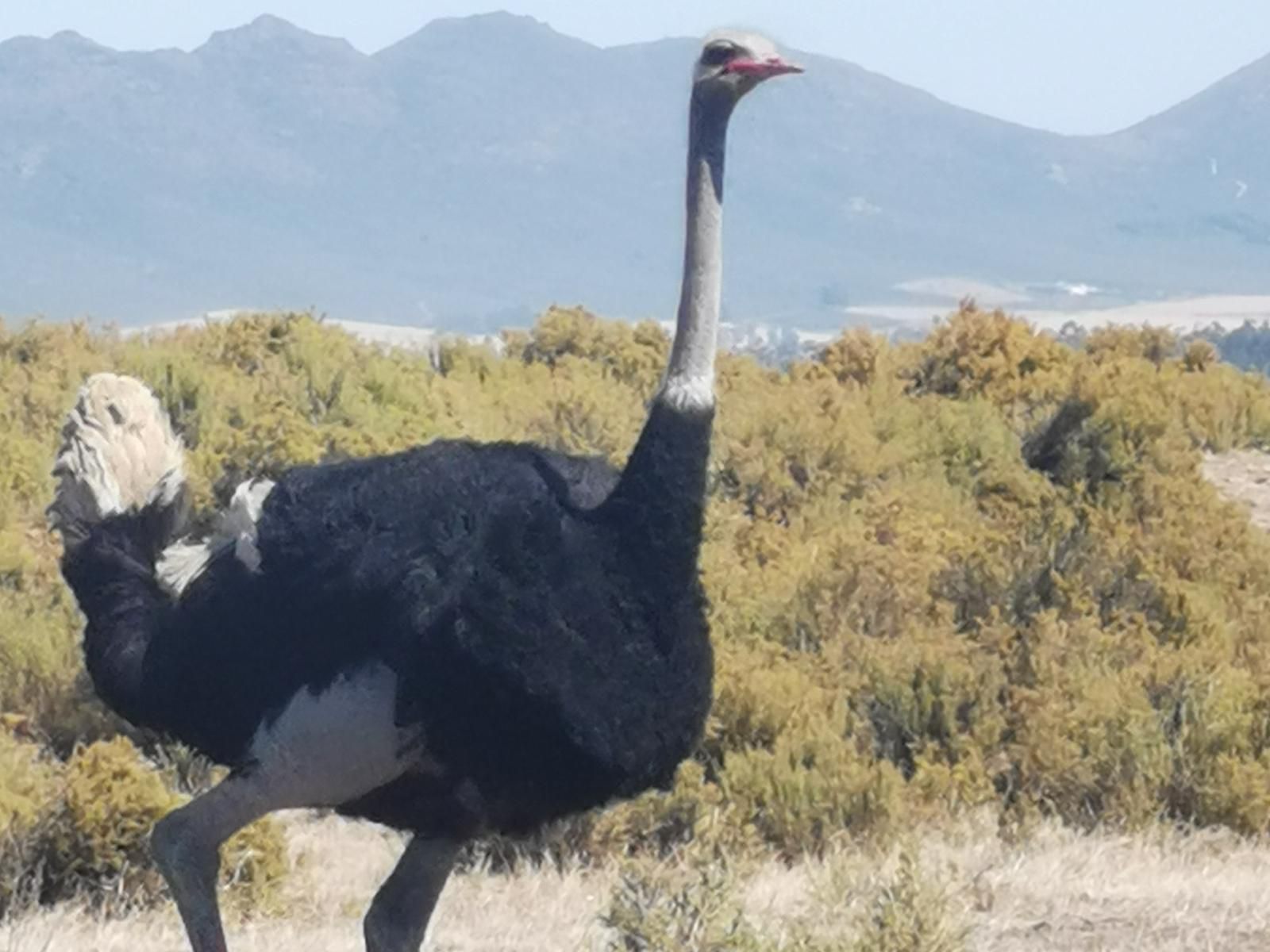 Fynbos Guest Farm, Bird, Animal