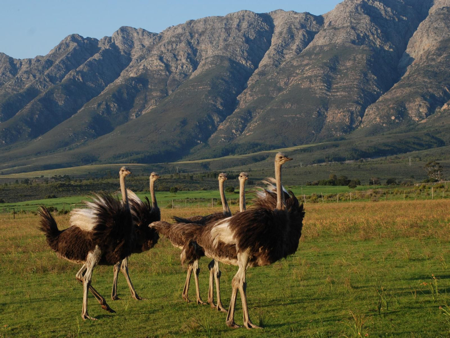 Fynbos Guest Farm, Animal