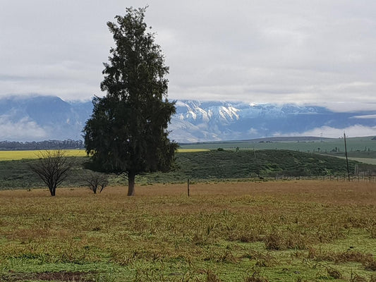 Fynbos Guest Farm, Mountain, Nature, Tree, Plant, Wood, Lowland