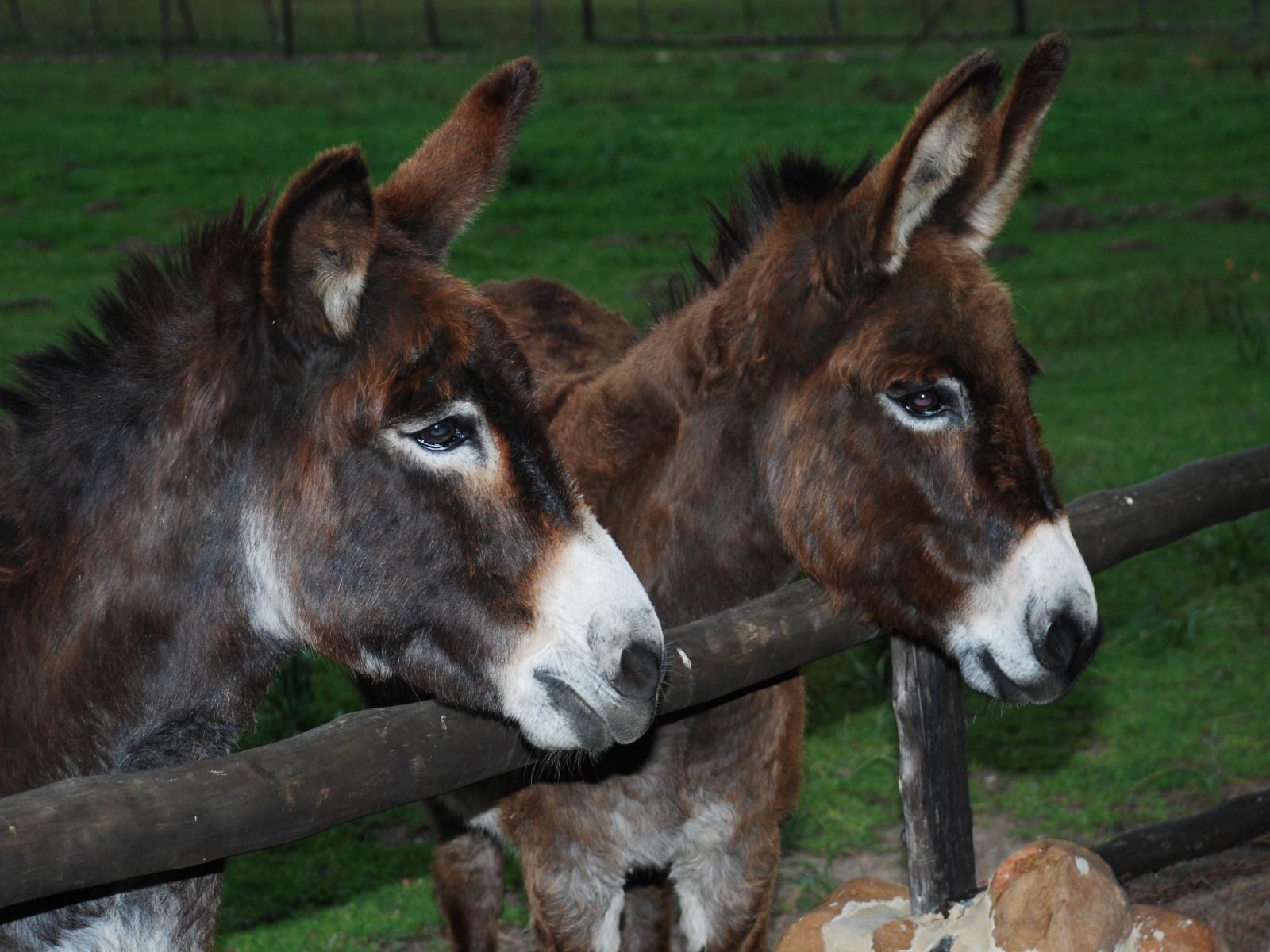 Fynbos Guest Farm, Donkey, Mammal, Animal, Herbivore