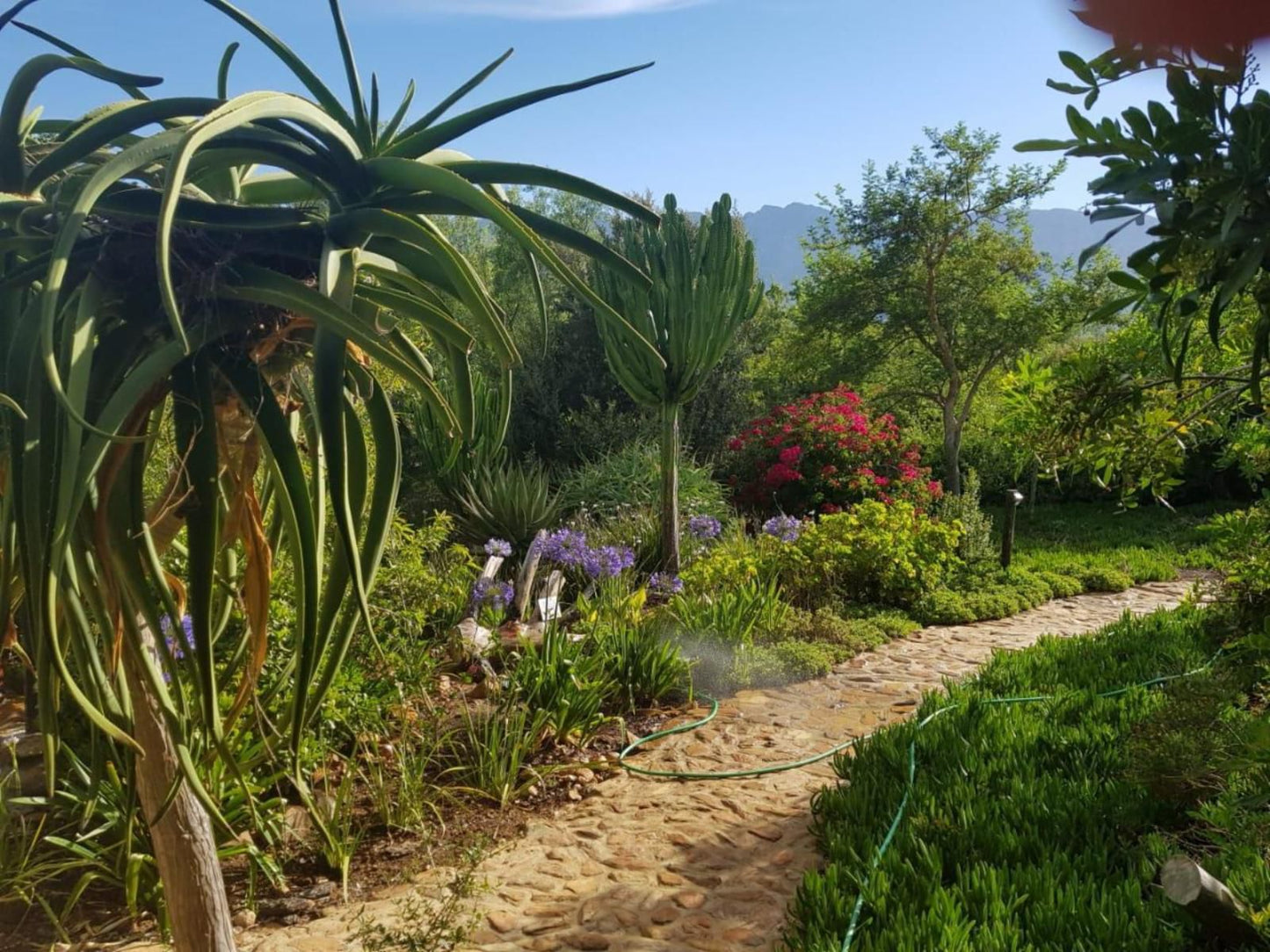 Fynbos Guest Farm, Palm Tree, Plant, Nature, Wood, Garden