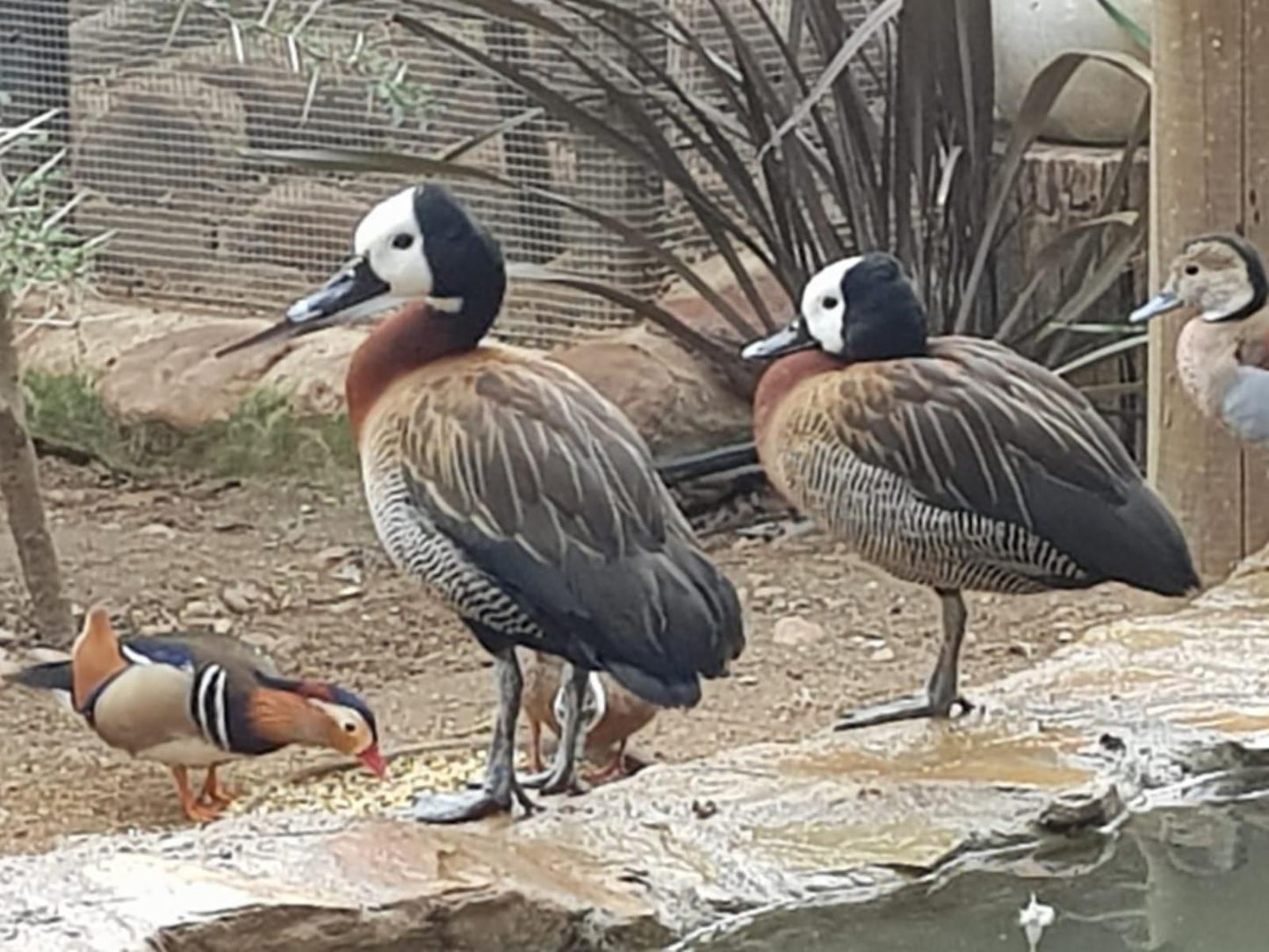 Fynbos Guest Farm, Goose, Bird, Animal