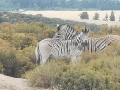 Fynbos Guest Farm, Owl Cottage, Zebra, Mammal, Animal, Herbivore