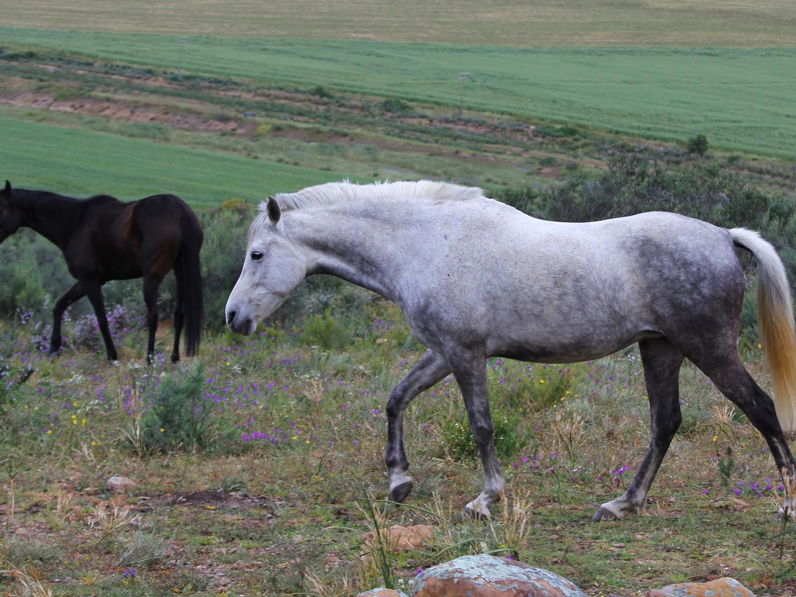 Fynbos Guest Farm And Animal Sanctuary Wolseley Western Cape South Africa Unsaturated, Horse, Mammal, Animal, Herbivore