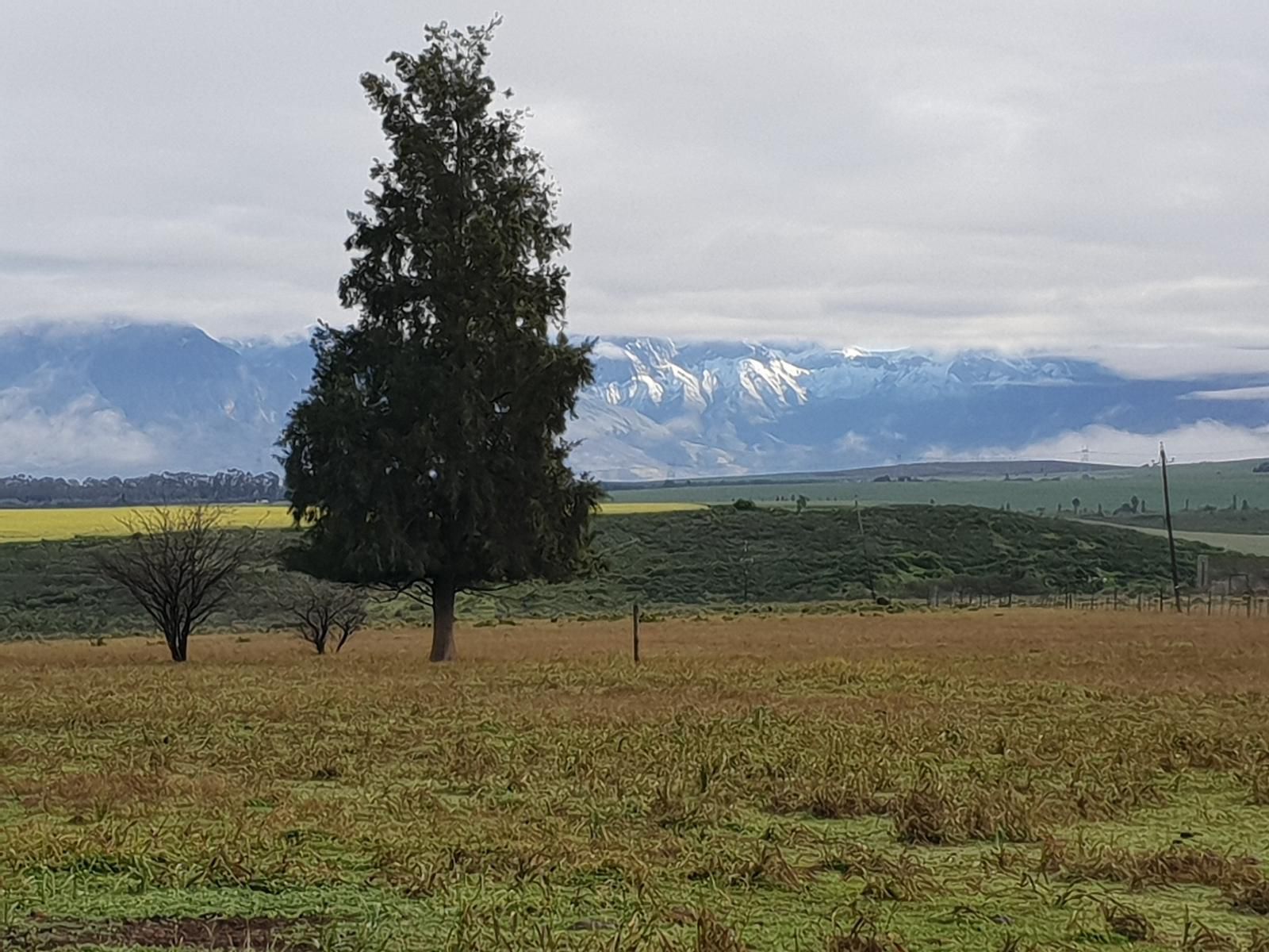 Fynbos Guest Farm And Animal Sanctuary Wolseley Western Cape South Africa Mountain, Nature, Tree, Plant, Wood, Lowland