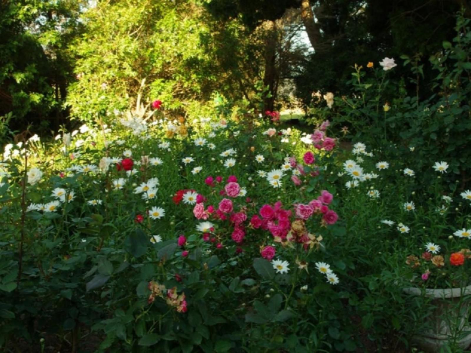 Fynbos Guest House Riversdale Western Cape South Africa Blossom, Plant, Nature, Flower, Meadow, Rose, Garden