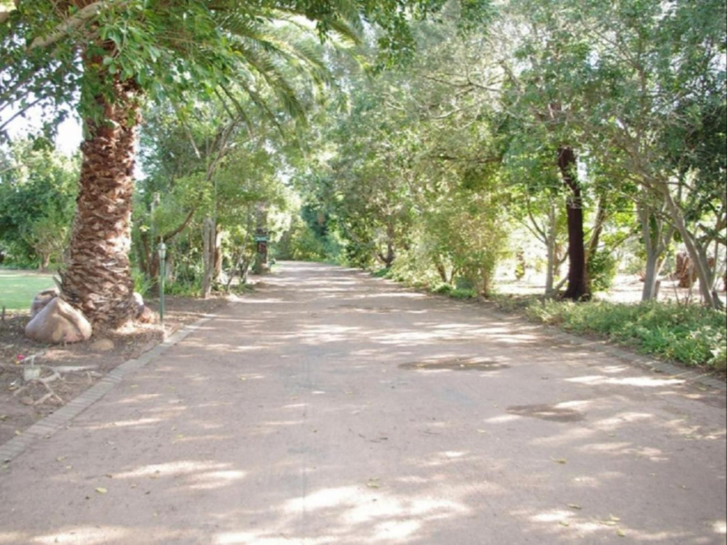 Fynbos Guest House Riversdale Western Cape South Africa Forest, Nature, Plant, Tree, Wood, Palm Tree, Street