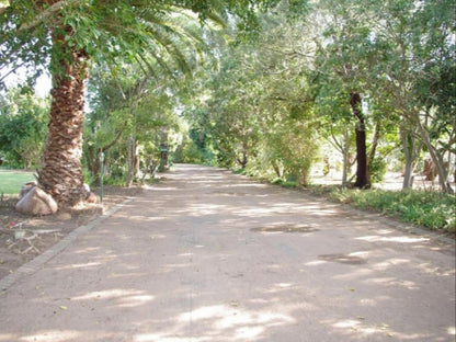 Fynbos Guest House Riversdale Western Cape South Africa Forest, Nature, Plant, Tree, Wood, Palm Tree, Street