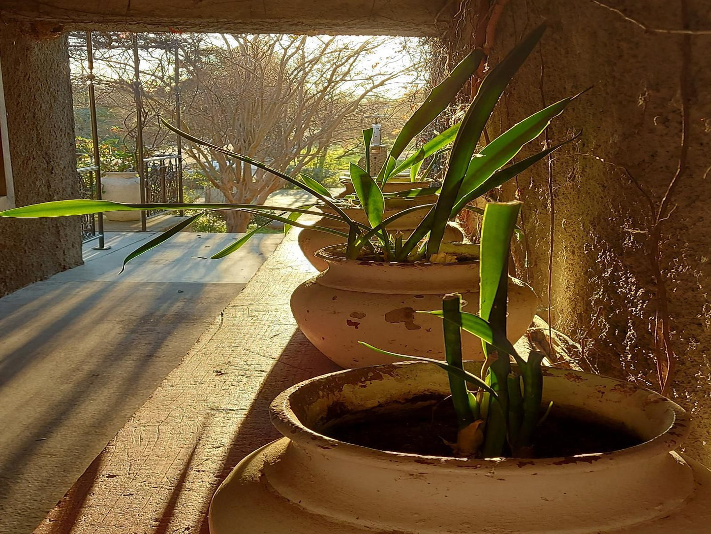 Gabriella'S Accommodation, Sepia Tones, Plant, Nature, Garden