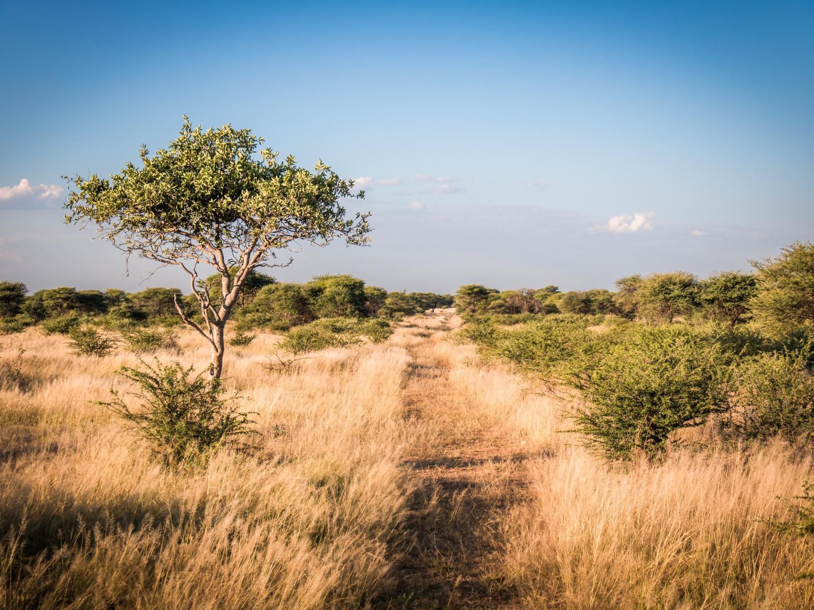 Gabus Safari Lodge, Lowland, Nature