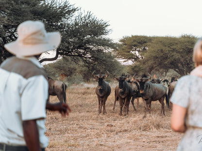 Gabus Safari Lodge, Animal, Desert, Nature, Sand, Person