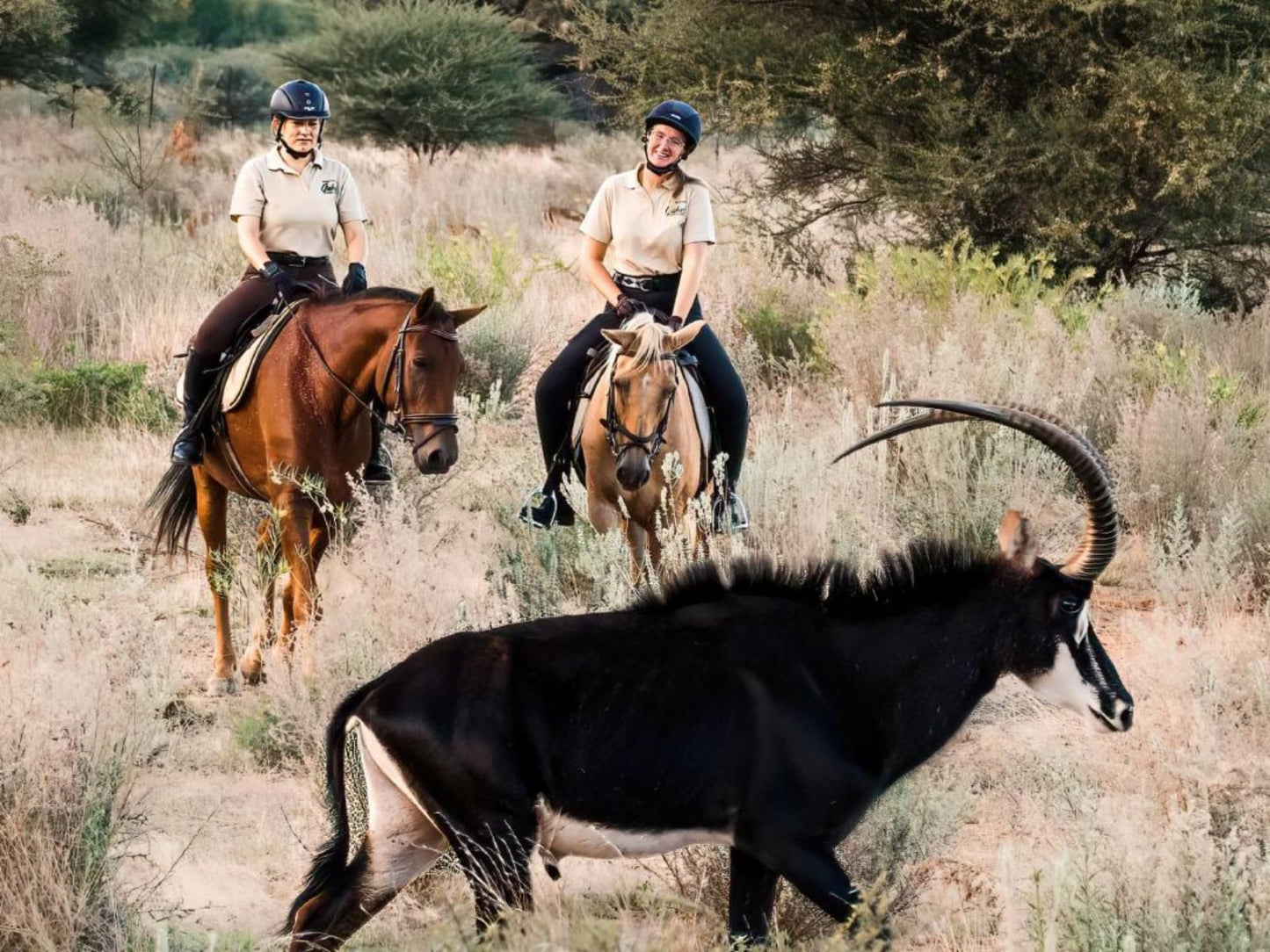 Gabus Safari Lodge, Luxury Room with Waterhole View, Face, Person, Two Faces, Horse, Mammal, Animal, Herbivore, Frontal Face