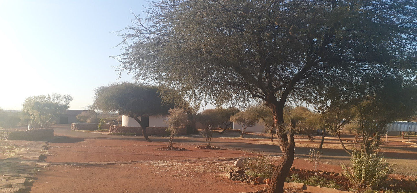 Gali Lodge Taung North West Province South Africa Plant, Nature, Tree, Wood, Desert, Sand