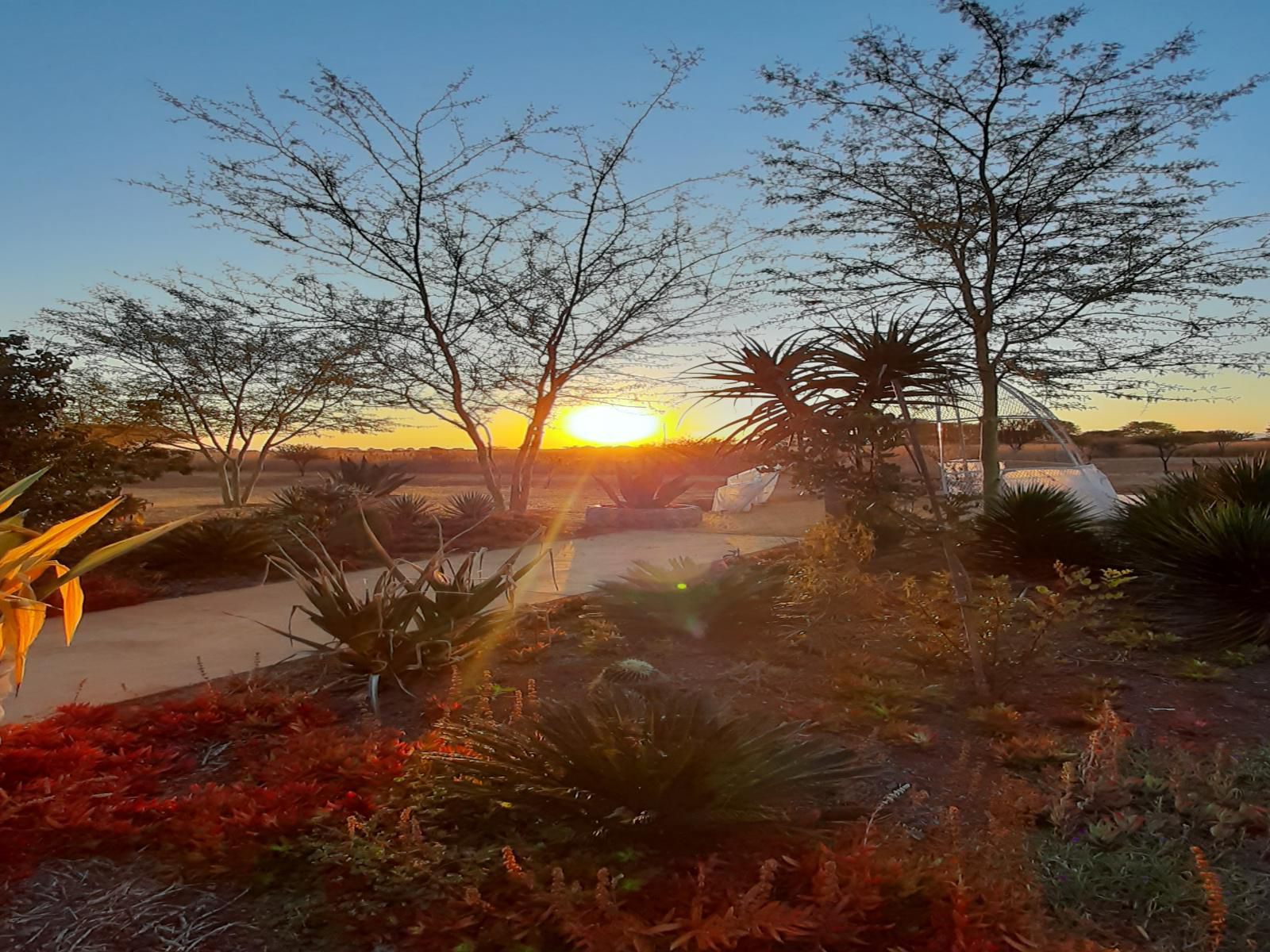 Gallery Inn Bela Bela Warmbaths Limpopo Province South Africa Palm Tree, Plant, Nature, Wood, Sky, Sunset
