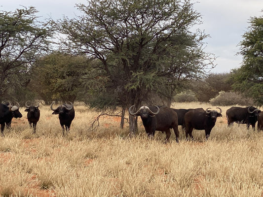 Gamagara Africa Private Nature Reserve Kathu Northern Cape South Africa Animal, Lowland, Nature