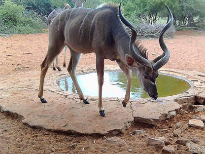 Gamagara Africa Private Nature Reserve Kathu Northern Cape South Africa Animal