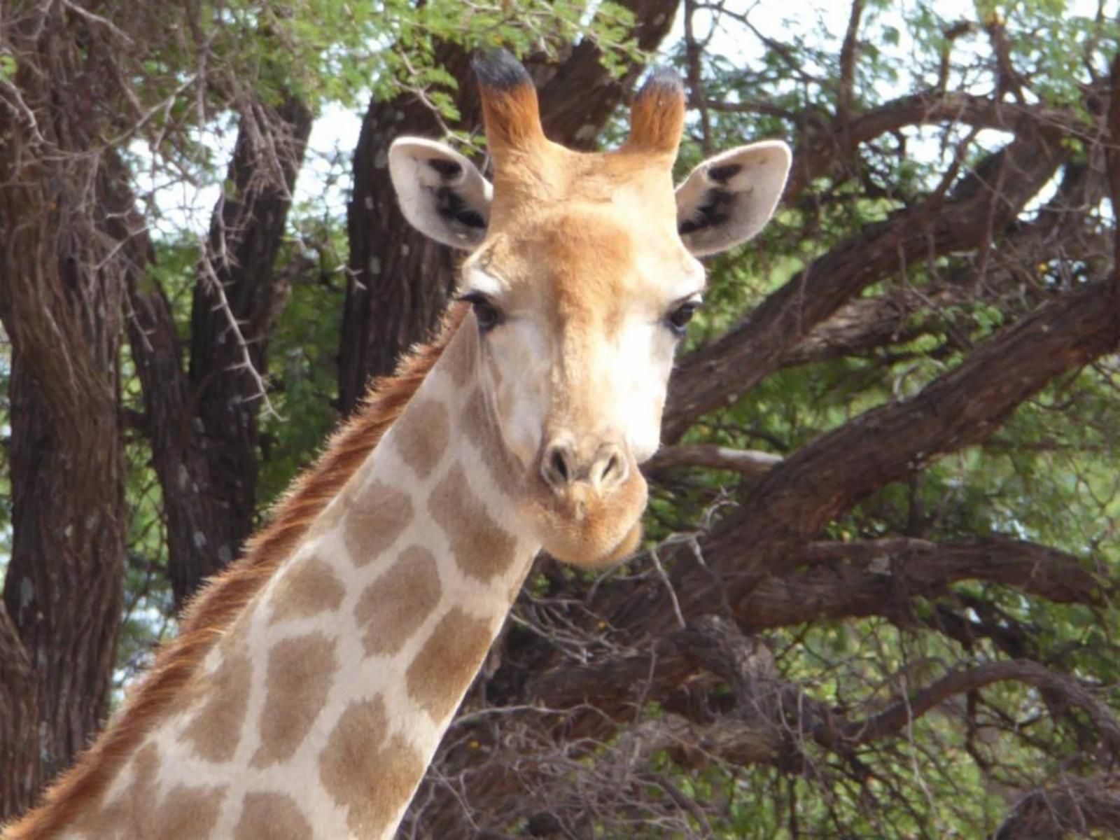 Gamagara Africa Private Nature Reserve Kathu Northern Cape South Africa Giraffe, Mammal, Animal, Herbivore