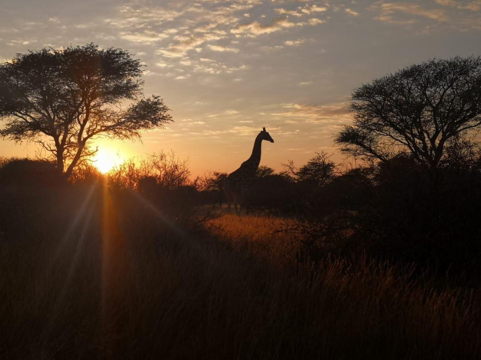 Gamagara Africa Private Nature Reserve Kathu Northern Cape South Africa Sepia Tones, Silhouette, Animal, Sunset, Nature, Sky