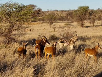 Gamagara Africa Private Nature Reserve Kathu Northern Cape South Africa Animal