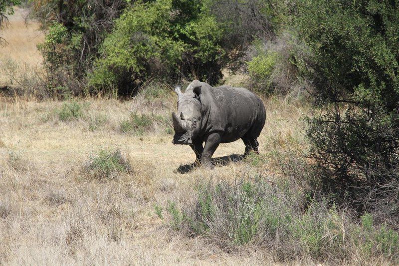 Game View Lodge Vryburg North West Province South Africa Rhino, Mammal, Animal, Herbivore