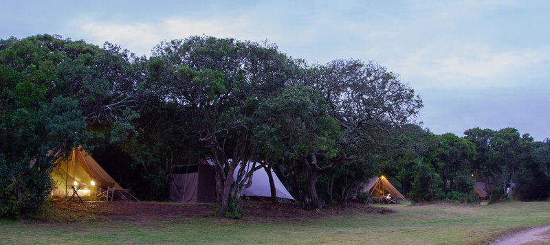 Gamtoos River Mouth Camp And Glam Camp Hankey Eastern Cape South Africa Plant, Nature, Tent, Architecture, Tree, Wood