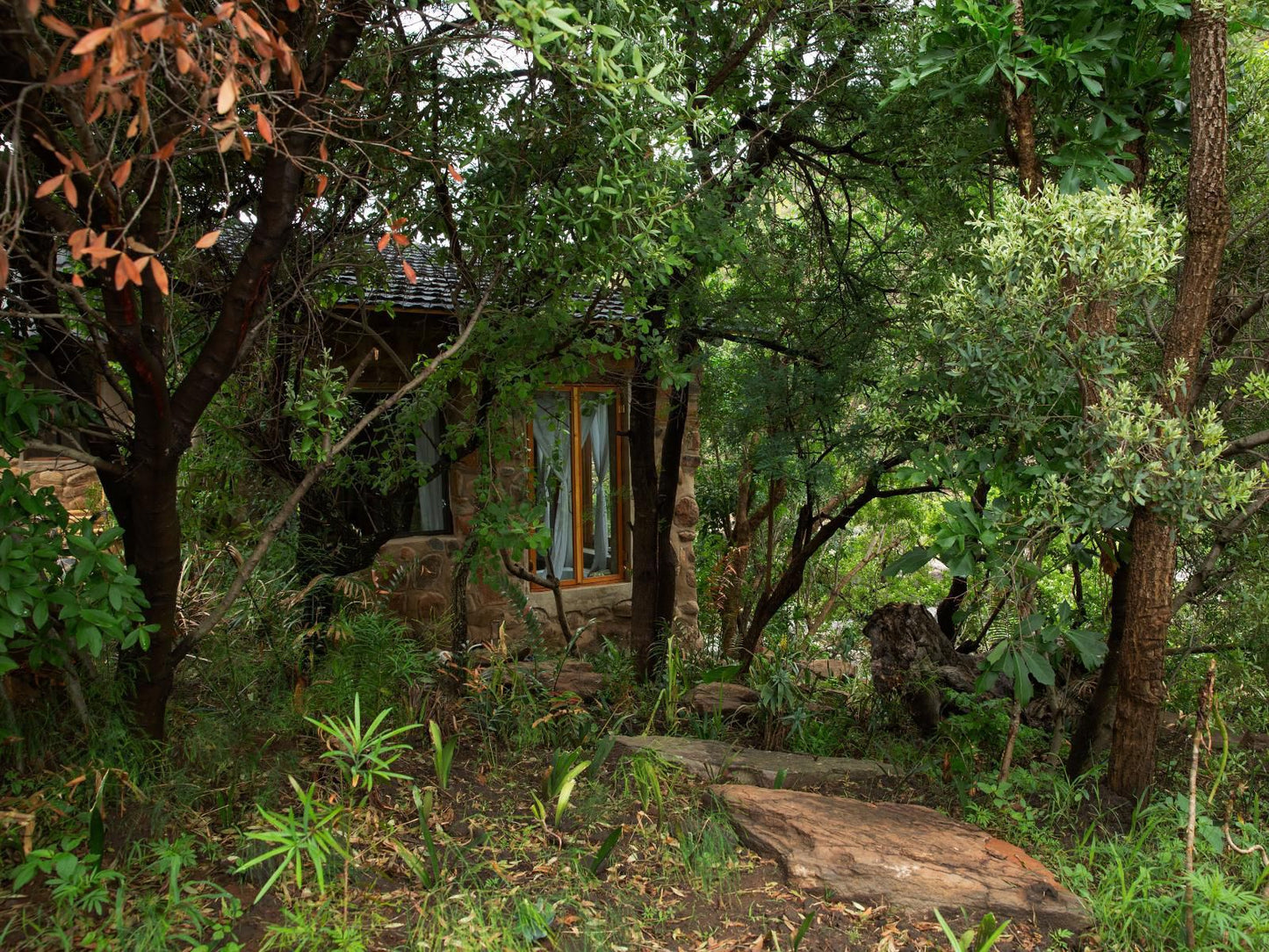 Gangeni Safari Bush Lodge Elandslaagte Kwazulu Natal South Africa Plant, Nature, Tree, Wood