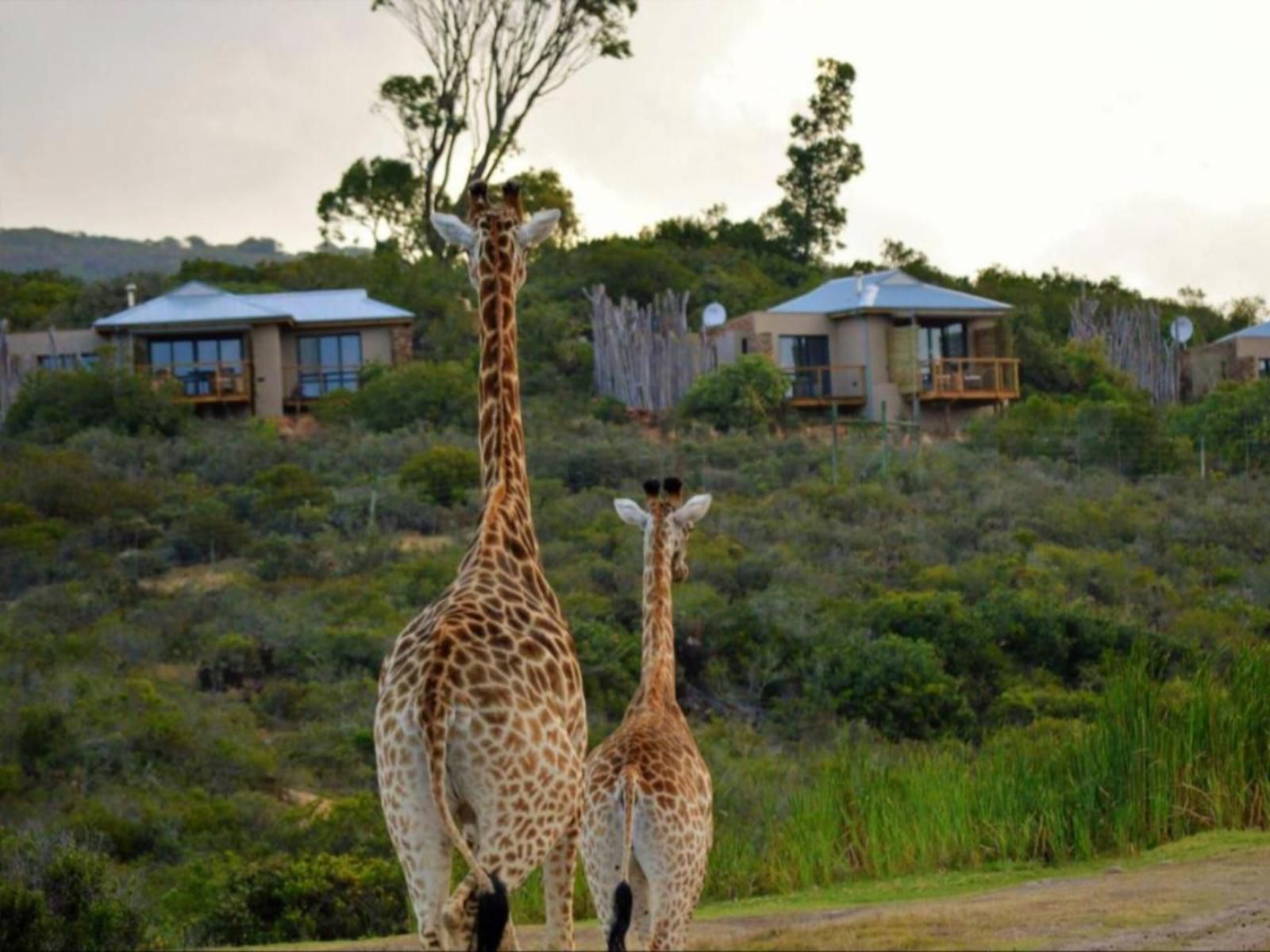 Garden Route Game Lodge Albertinia Western Cape South Africa Giraffe, Mammal, Animal, Herbivore