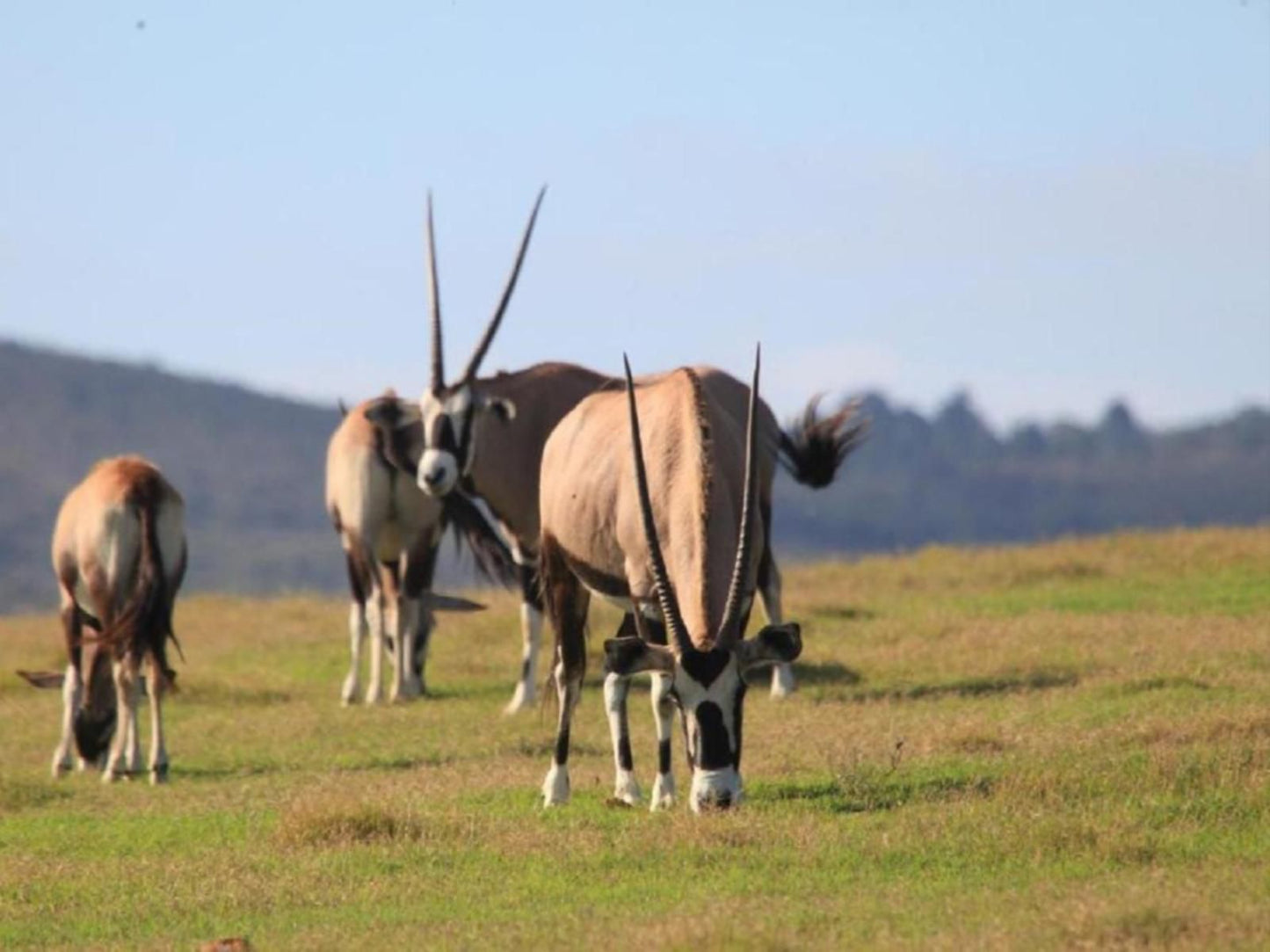 Garden Route Game Lodge Albertinia Western Cape South Africa Complementary Colors, Animal