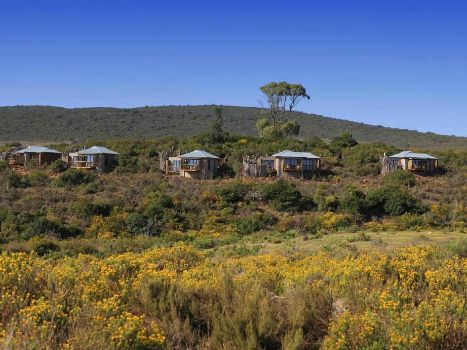 Garden Route Game Lodge Albertinia Western Cape South Africa Complementary Colors