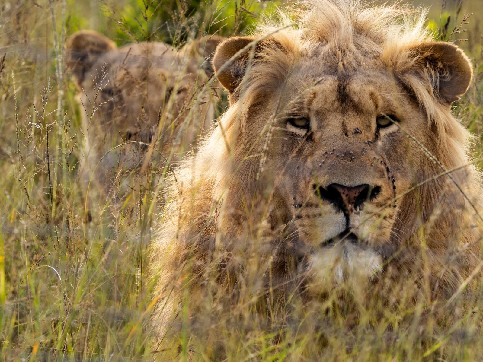 Garden Route Safari Camp Brandwacht Western Cape South Africa Sepia Tones, Lion, Mammal, Animal, Big Cat, Predator