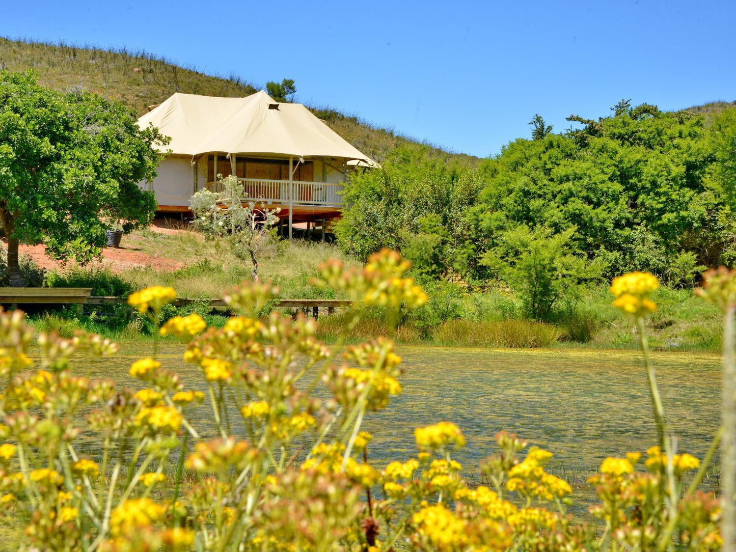 Garden Route Safari Camp Brandwacht Western Cape South Africa Complementary Colors, Colorful, Plant, Nature