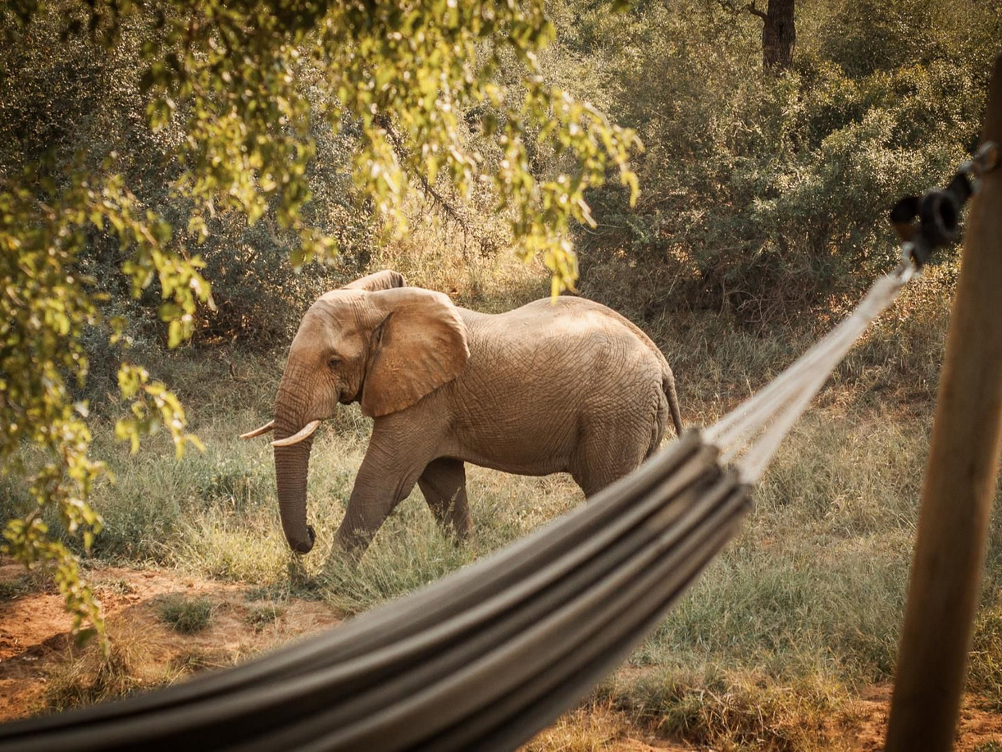 Garonga Safari Camp Makalali Private Game Reserve Mpumalanga South Africa Sepia Tones, Elephant, Mammal, Animal, Herbivore