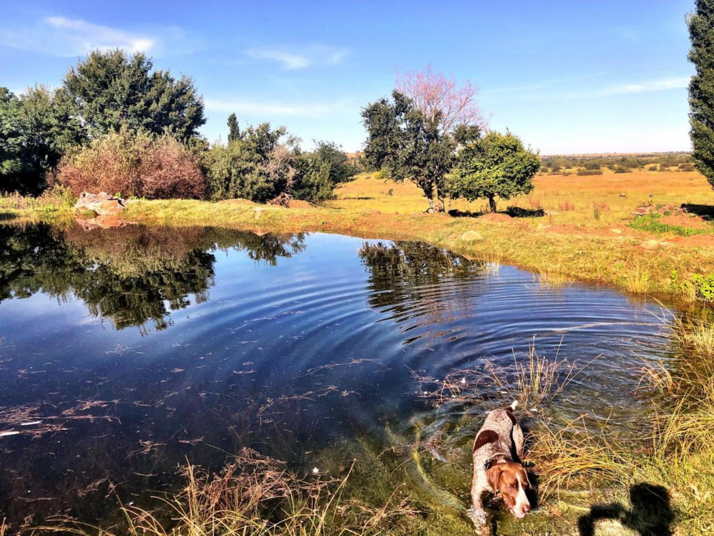 Gaste Plaashuis Oudevlei Potchefstroom North West Province South Africa Complementary Colors, Dog, Mammal, Animal, Pet, Lowland, Nature