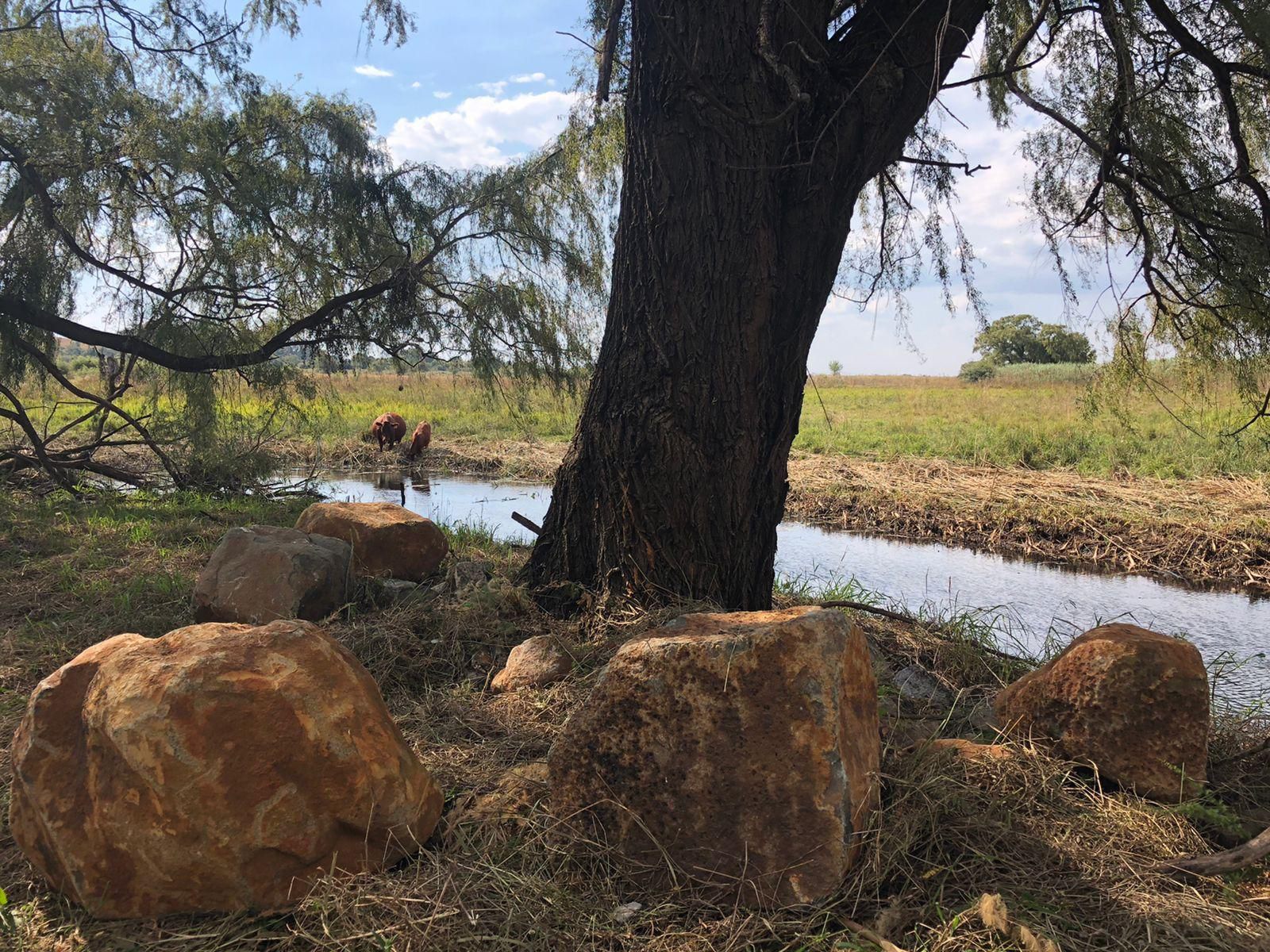 Gaste Plaashuis Oudevlei Potchefstroom North West Province South Africa Tree, Plant, Nature, Wood, Lowland