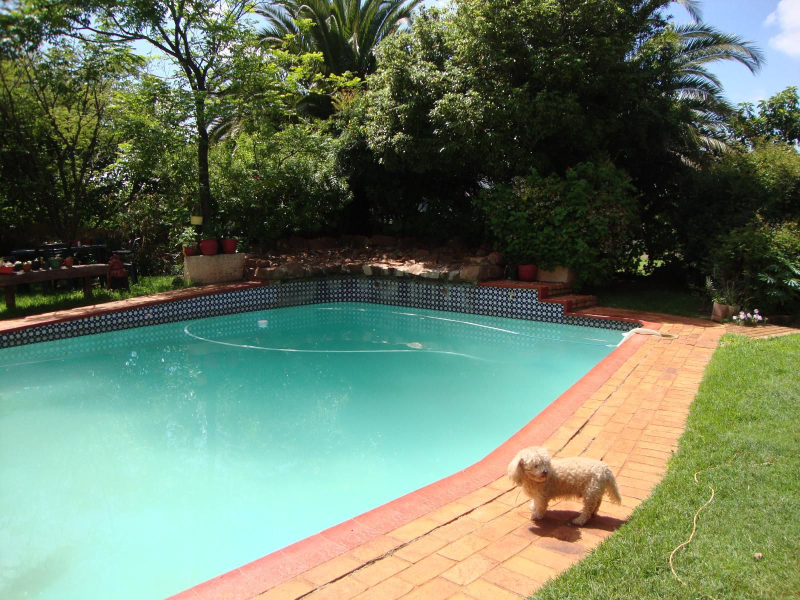 Gateway Guest House Nortons Home Estates Johannesburg Gauteng South Africa Complementary Colors, Dog, Mammal, Animal, Pet, Garden, Nature, Plant, Swimming Pool