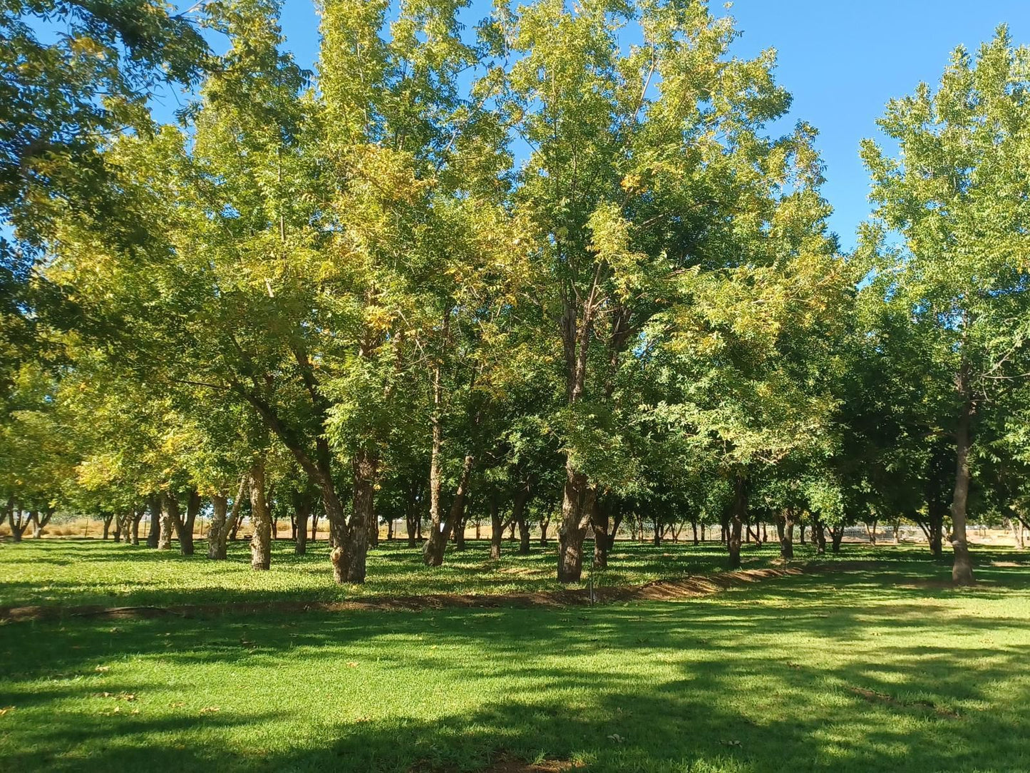 Gazelle Estate Kakamas Northern Cape South Africa Tree, Plant, Nature, Wood