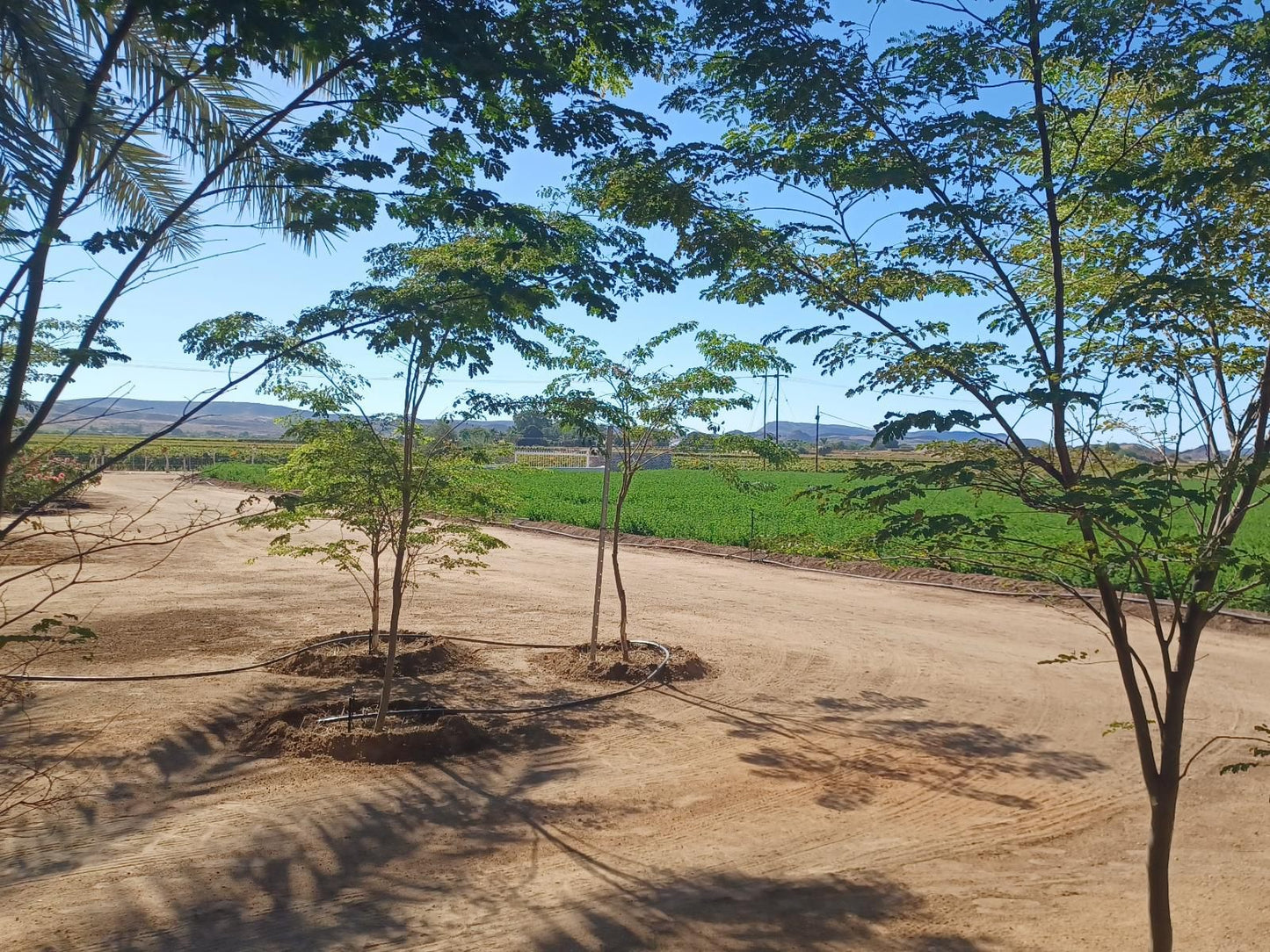 Gazelle Estate Kakamas Northern Cape South Africa Complementary Colors, Field, Nature, Agriculture