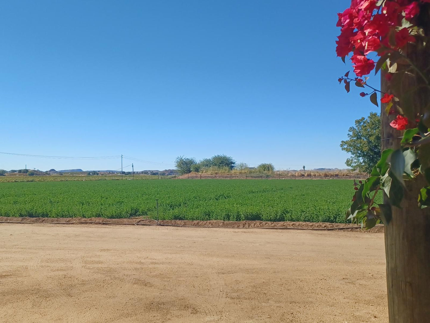 Gazelle Estate Kakamas Northern Cape South Africa Complementary Colors, Field, Nature, Agriculture, Canola, Plant, Lowland