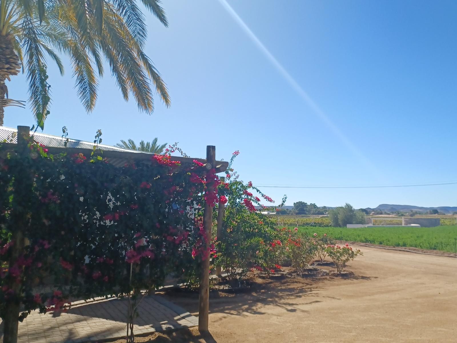 Gazelle Estate Kakamas Northern Cape South Africa Field, Nature, Agriculture, Palm Tree, Plant, Wood