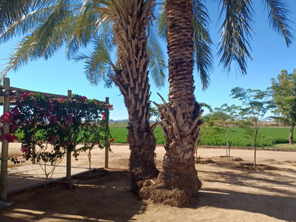 Gazelle Estate Kakamas Northern Cape South Africa Complementary Colors, Palm Tree, Plant, Nature, Wood