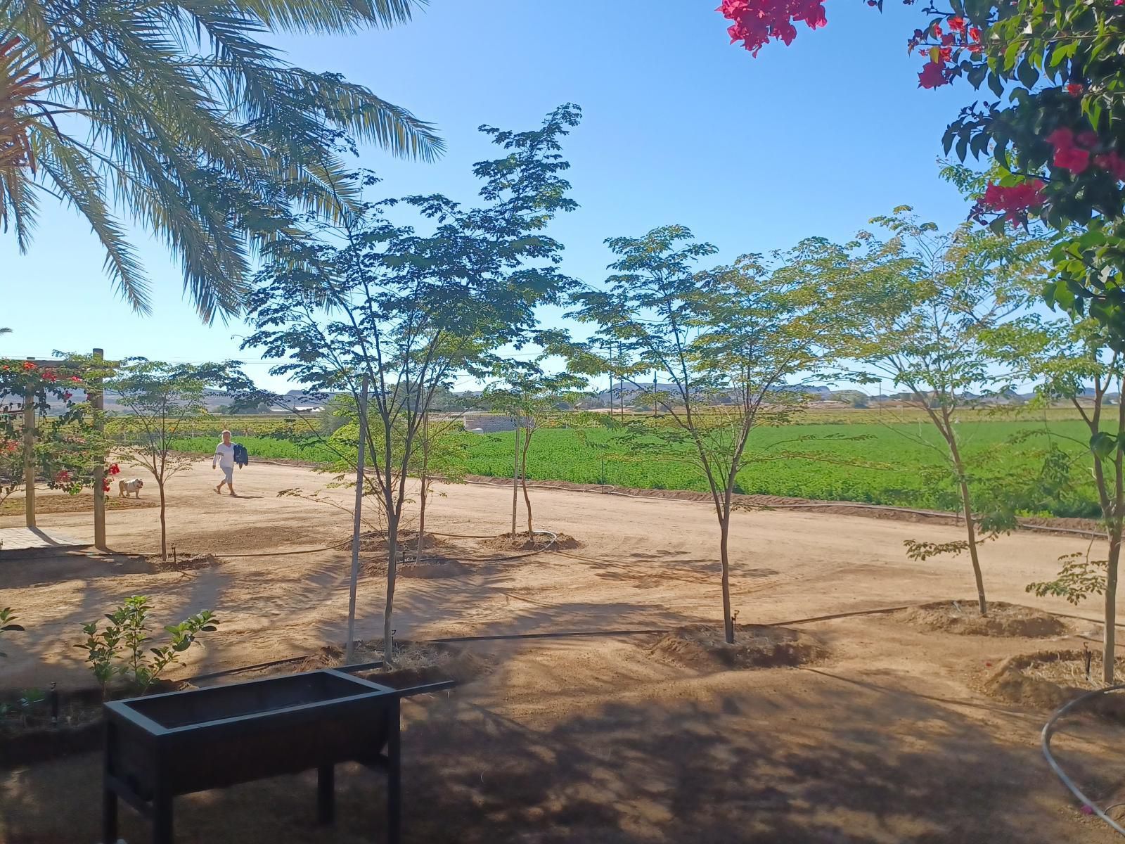 Gazelle Estate Kakamas Northern Cape South Africa Complementary Colors, Palm Tree, Plant, Nature, Wood, Ball Game, Sport