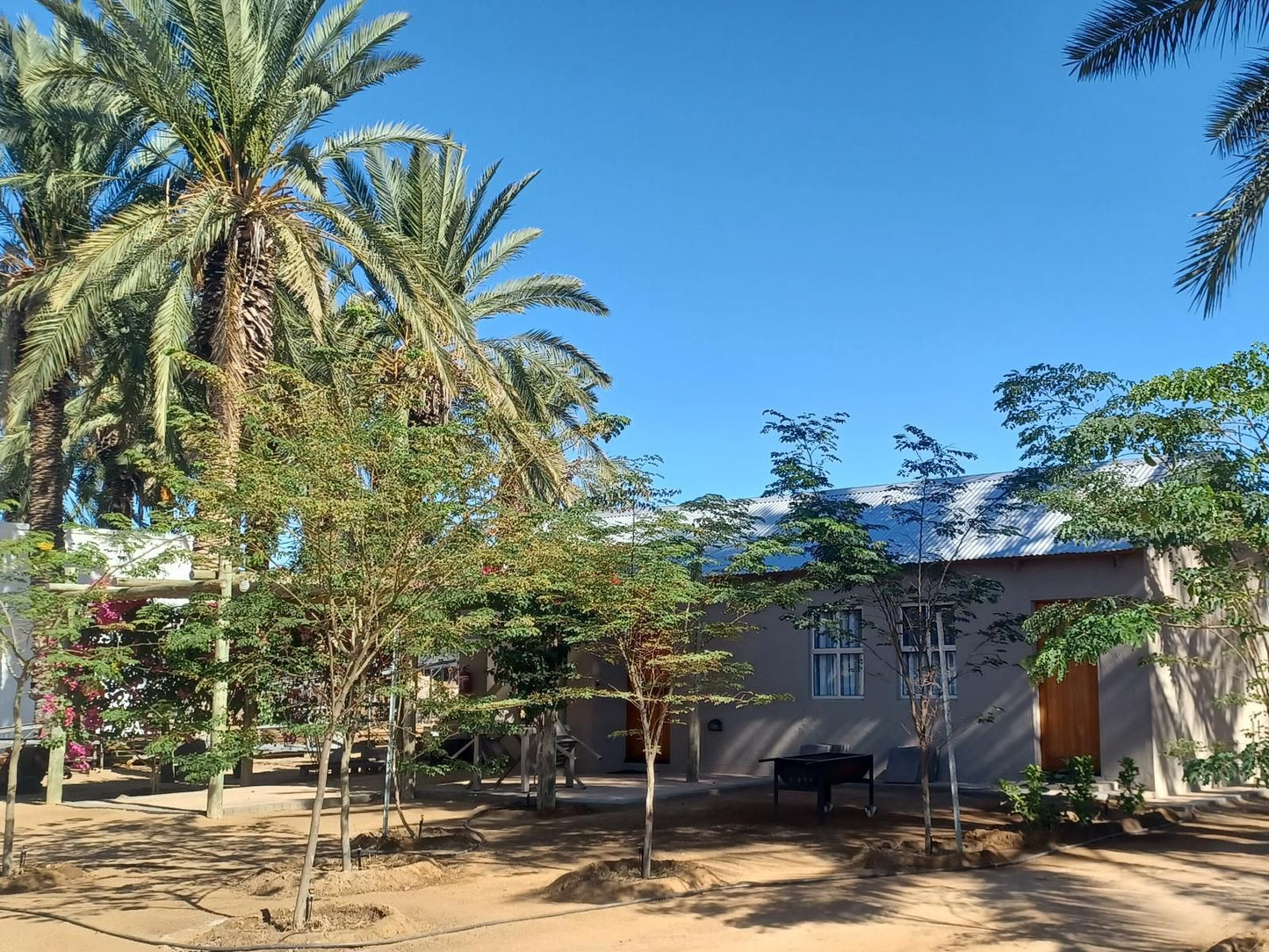 Gazelle Estate Kakamas Northern Cape South Africa Complementary Colors, Palm Tree, Plant, Nature, Wood